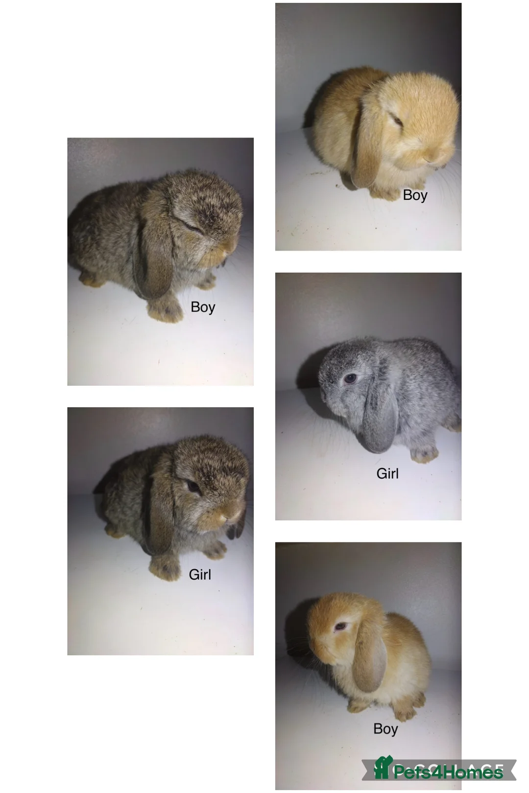 Mini Lop rabbits for sale: Mini  lops and mini double maned lionheads - Advert 2