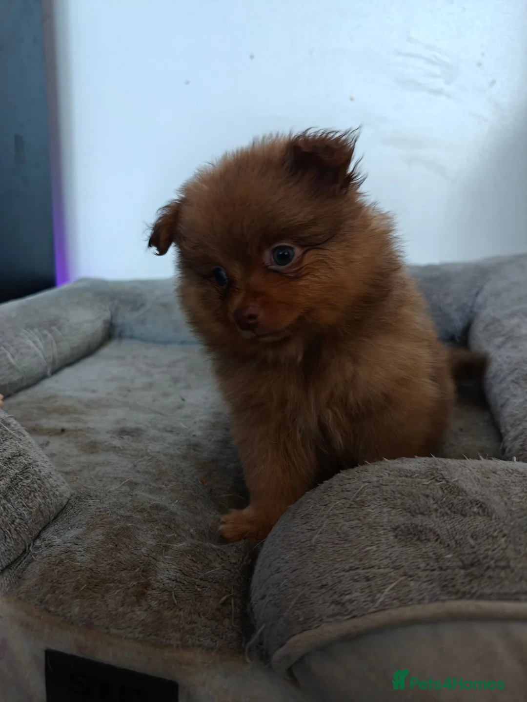 Pomeranian dogs for sale: 3 beautiful pomeranian  - Advert 2