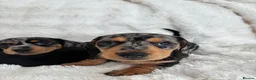 Miniature Dachshund dogs for sale: Miniature smooth coated Dacshund’s  - Advert 3