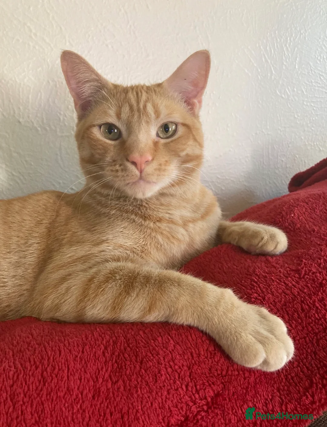 Mixed Breed cats for sale: 6 Cute kittens - Ready to leave (PRICE VARIES!!!) - Advert 30