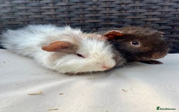 Guinea Pig rodents for sale: Male baby guinea pigs - Image 2