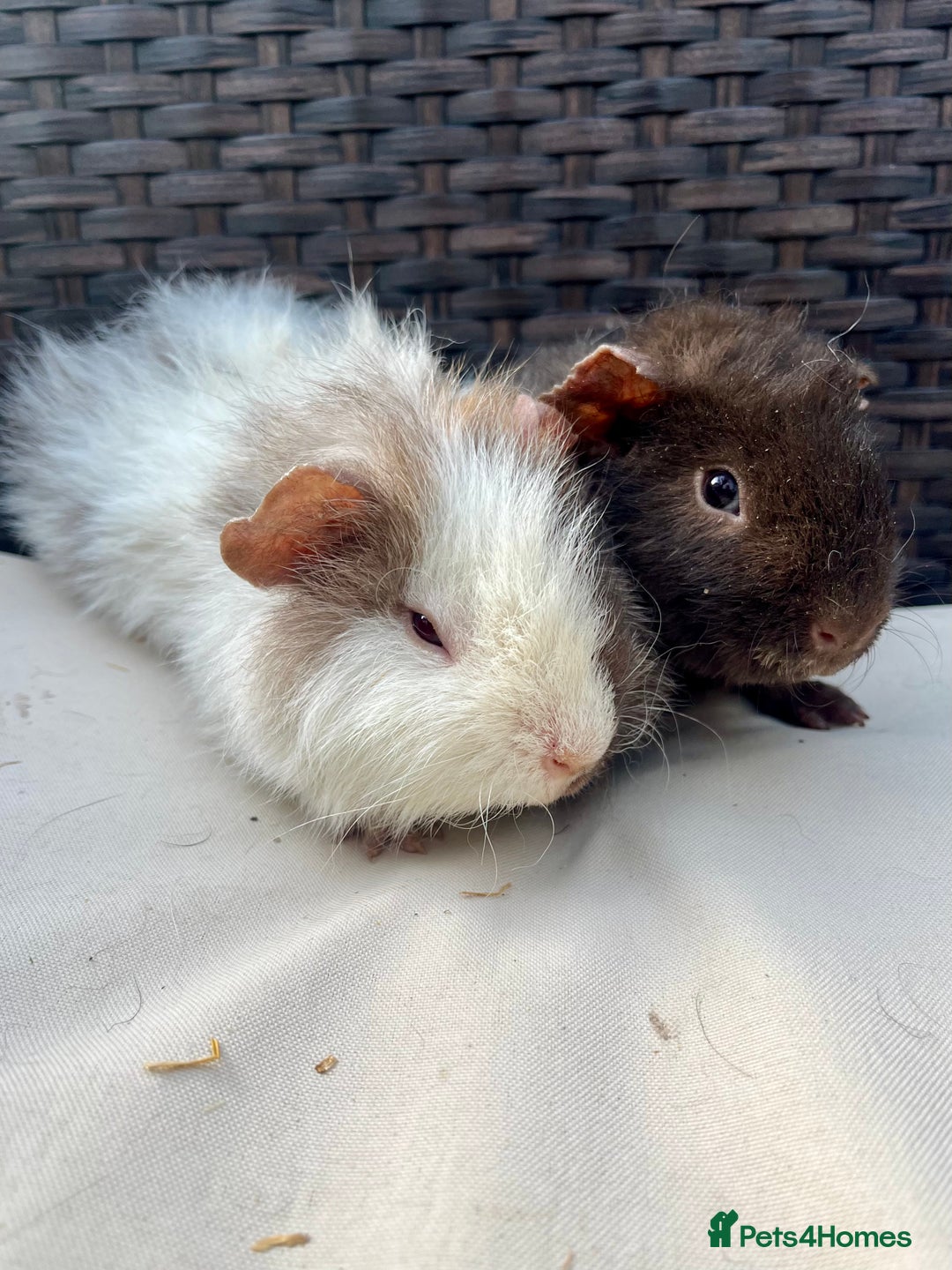 Guinea Pig rodents for sale: Male baby guinea pigs - Image 2