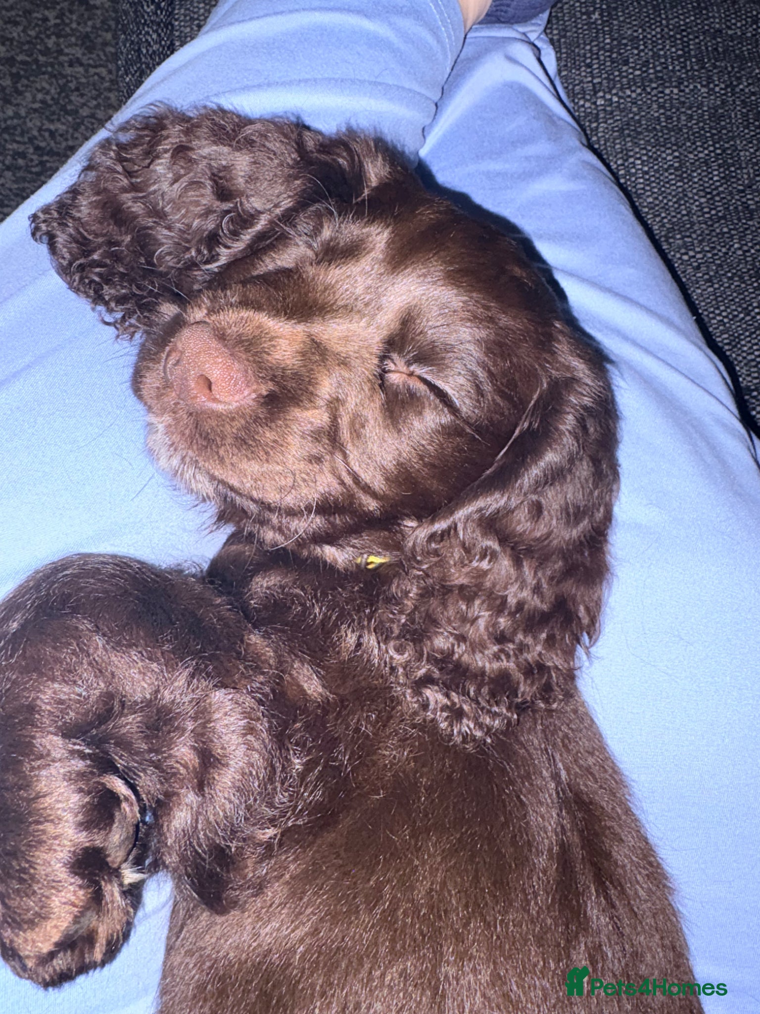 Cocker Spaniel dogs Last Working cocker Available RKC - Ready Now  - Advert 17