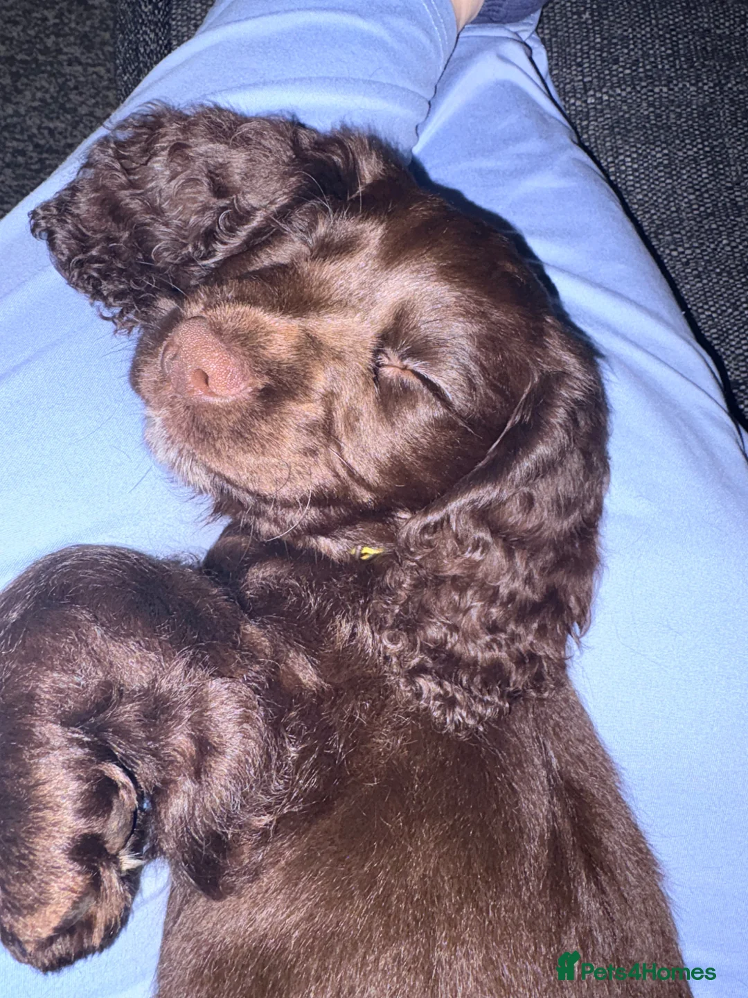 Cocker Spaniel dogs for sale: Last Working cocker Available RKC - Ready Now  - Advert 2