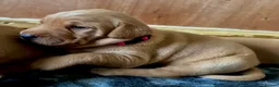 Labrador Retriever dogs for sale: *Beautiful Red Fox Labrador Puppies* in Nantwich - Advert 3