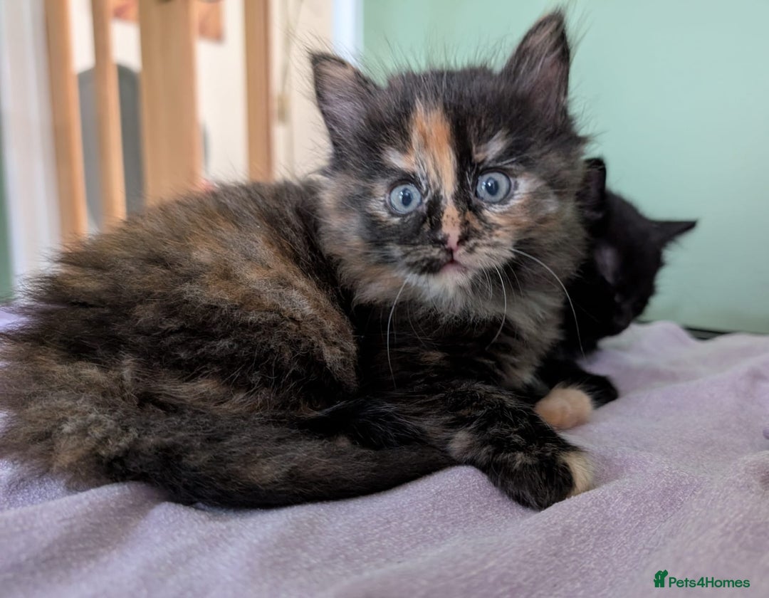 Mixed Breed cats for sale: Beautiful kittens - Image 8