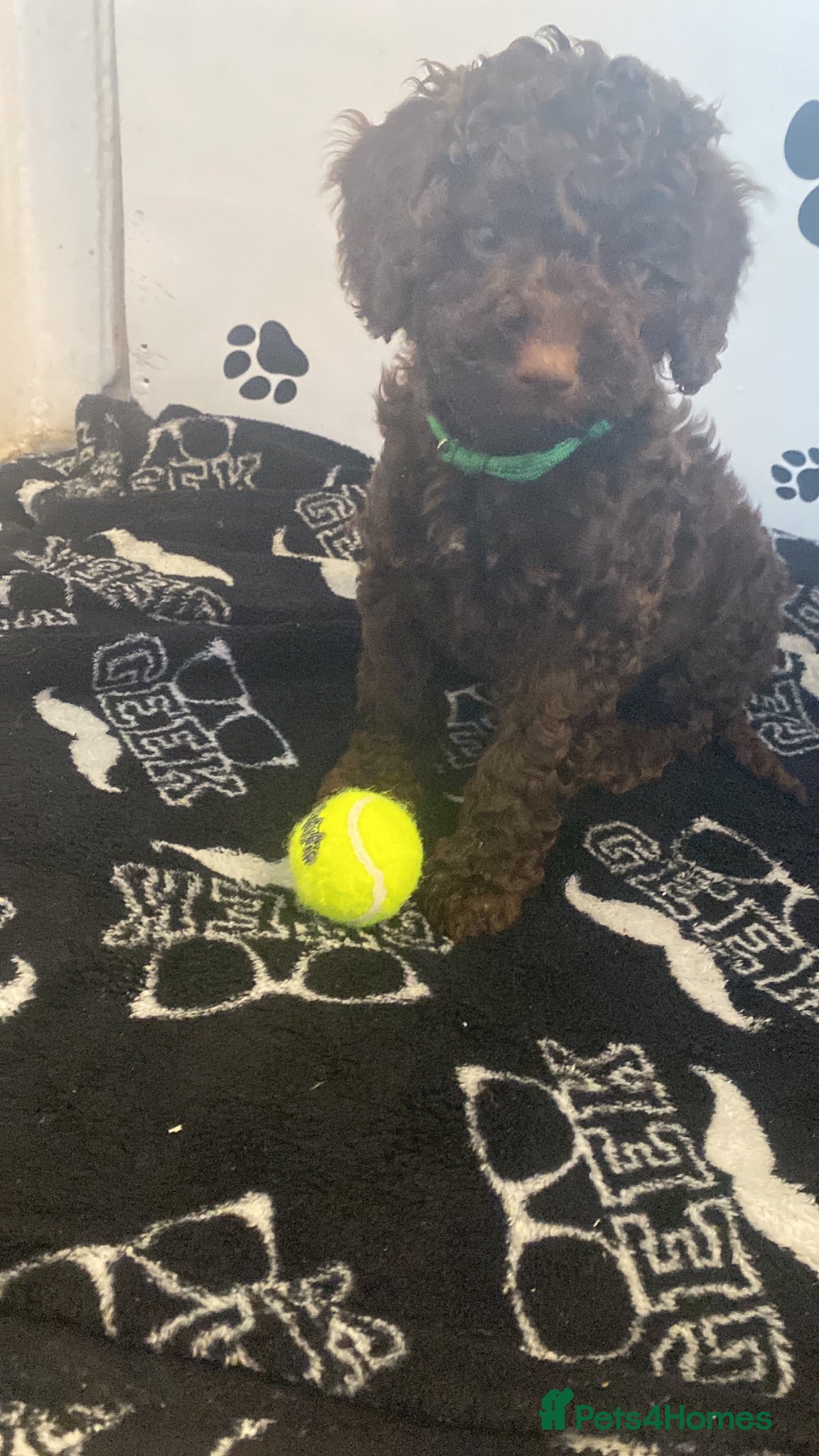 Cockapoo dogs Ready tuesday F1b cockapoos vaccines included - Advert 2