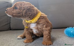 Cavapoo dogs for sale: F2 Cavapoo, Dog breeding license - Advert 17