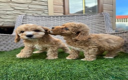 Cockapoo dogs for sale: F1 pra clear Cockapoos  - Advert 2