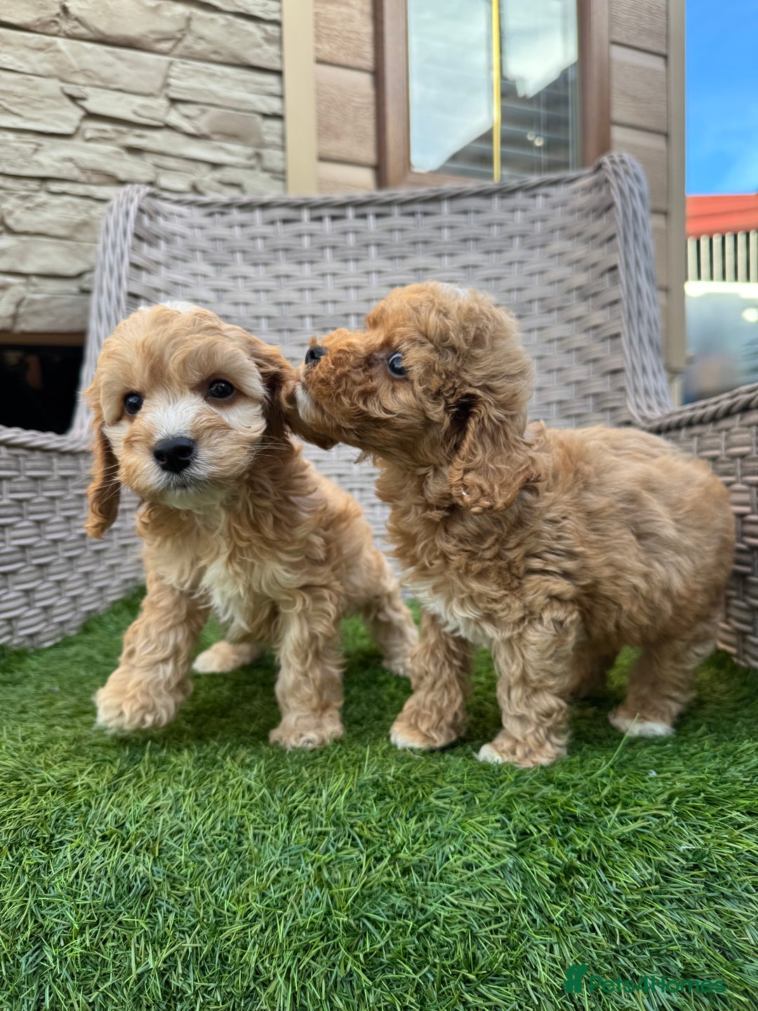 Cockapoo dogs for sale: F1 pra clear Cockapoos  - Advert 2