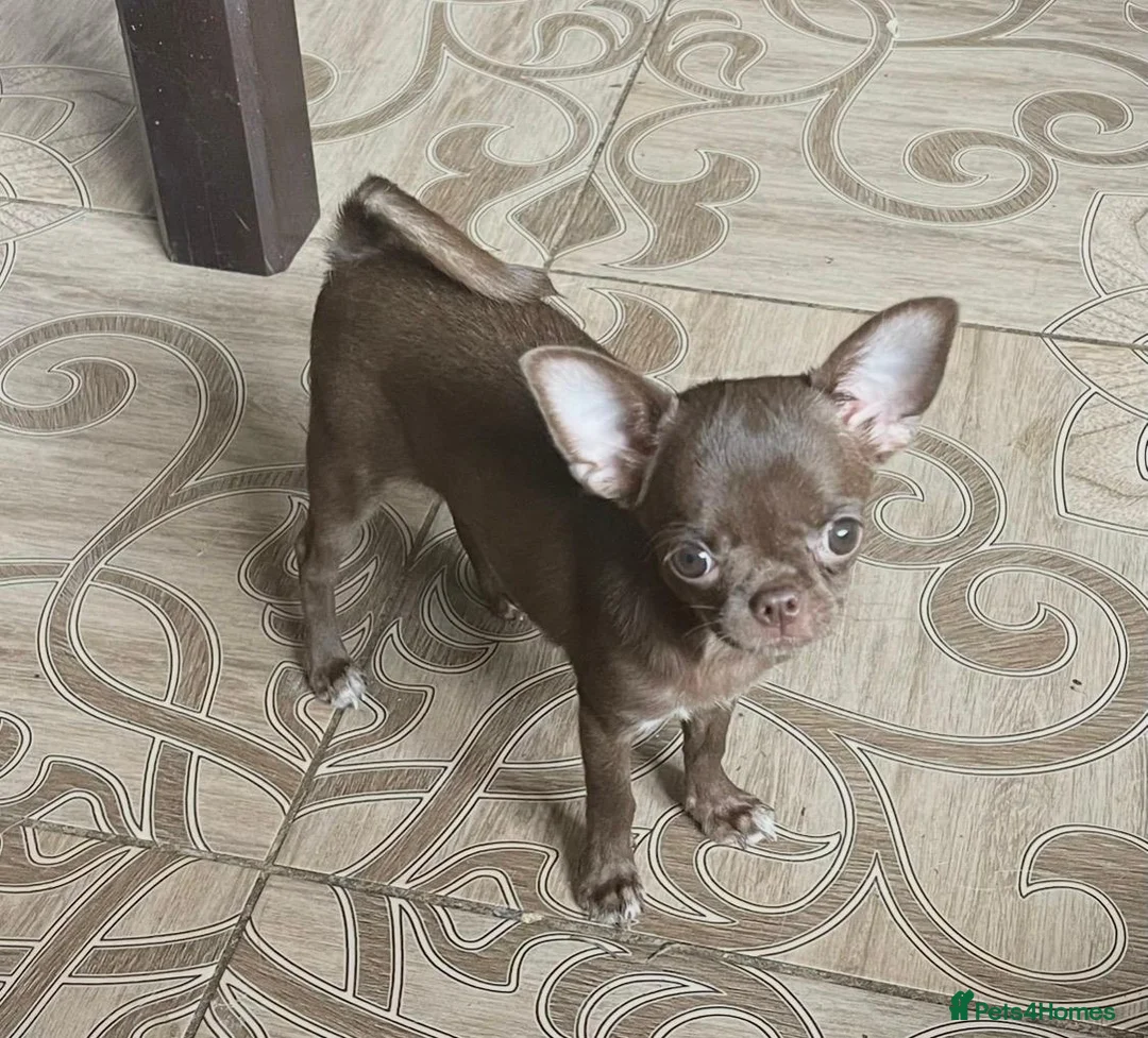 Chihuahua dogs for sale: Chihuahua girl chocolate small size  - Advert 2