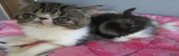 Exotic cats for sale: Super sweet Exotic female kitten READY NOW - Advert 27
