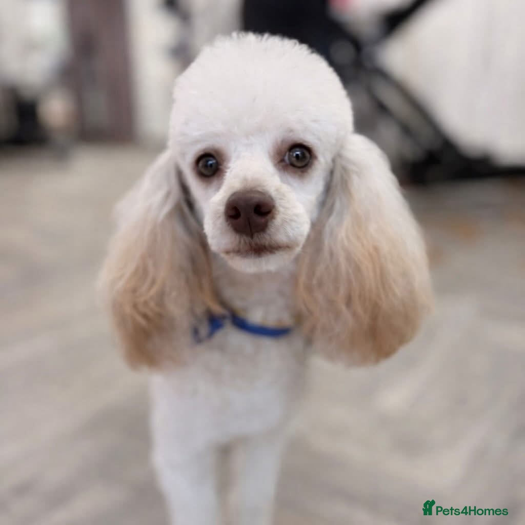 Poodle dogs Toy Poodle Stud dog Available - Advert 1