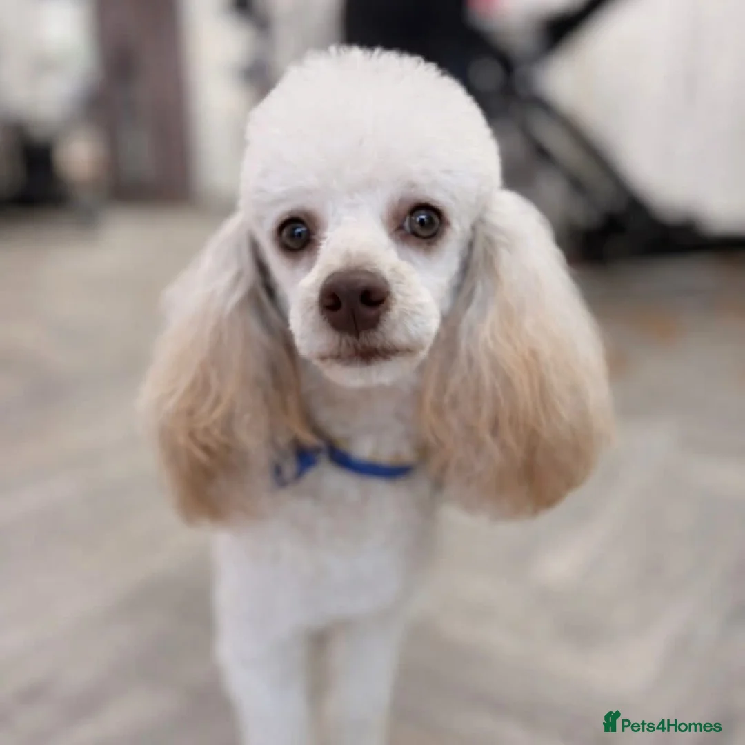 Poodle dogs for stud: Toy Poodle Stud dog Available - Advert 1