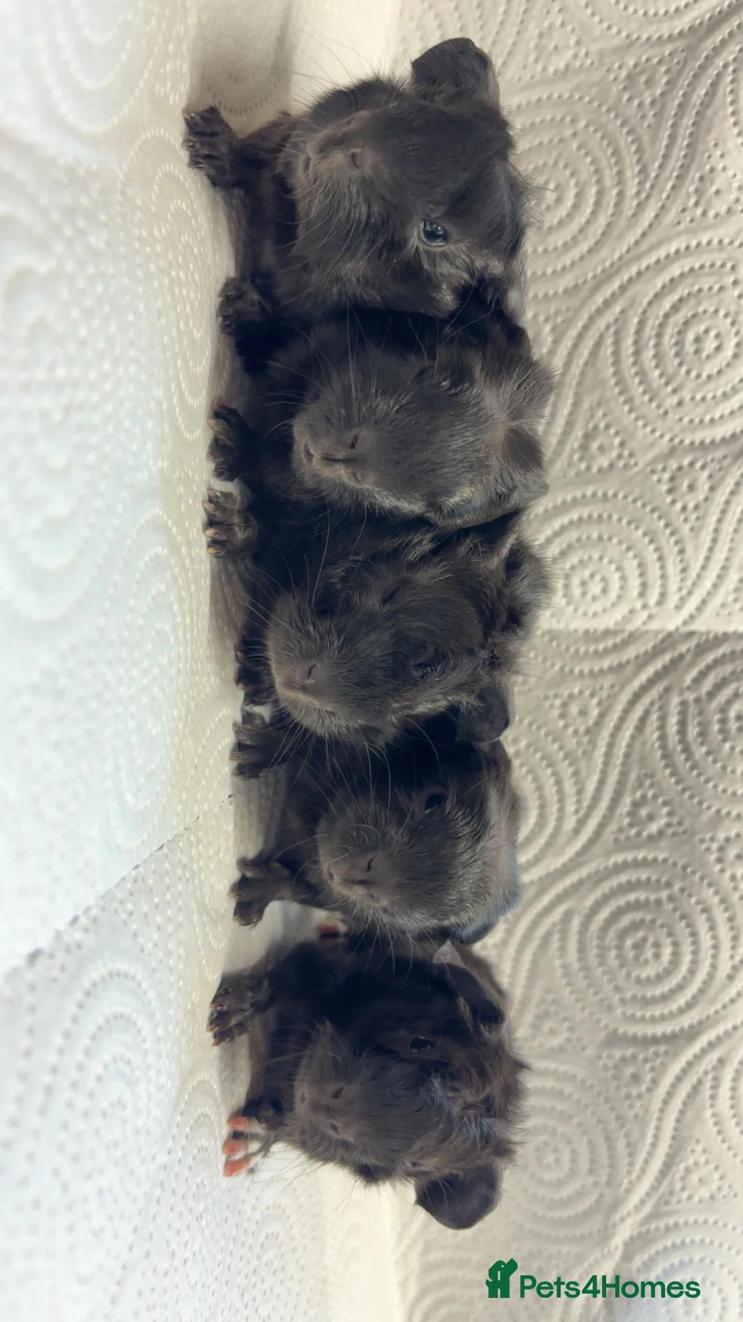 Guinea Pig rodents for sale: Beautiful babies BORN/ready 2 reserve  - Advert 12