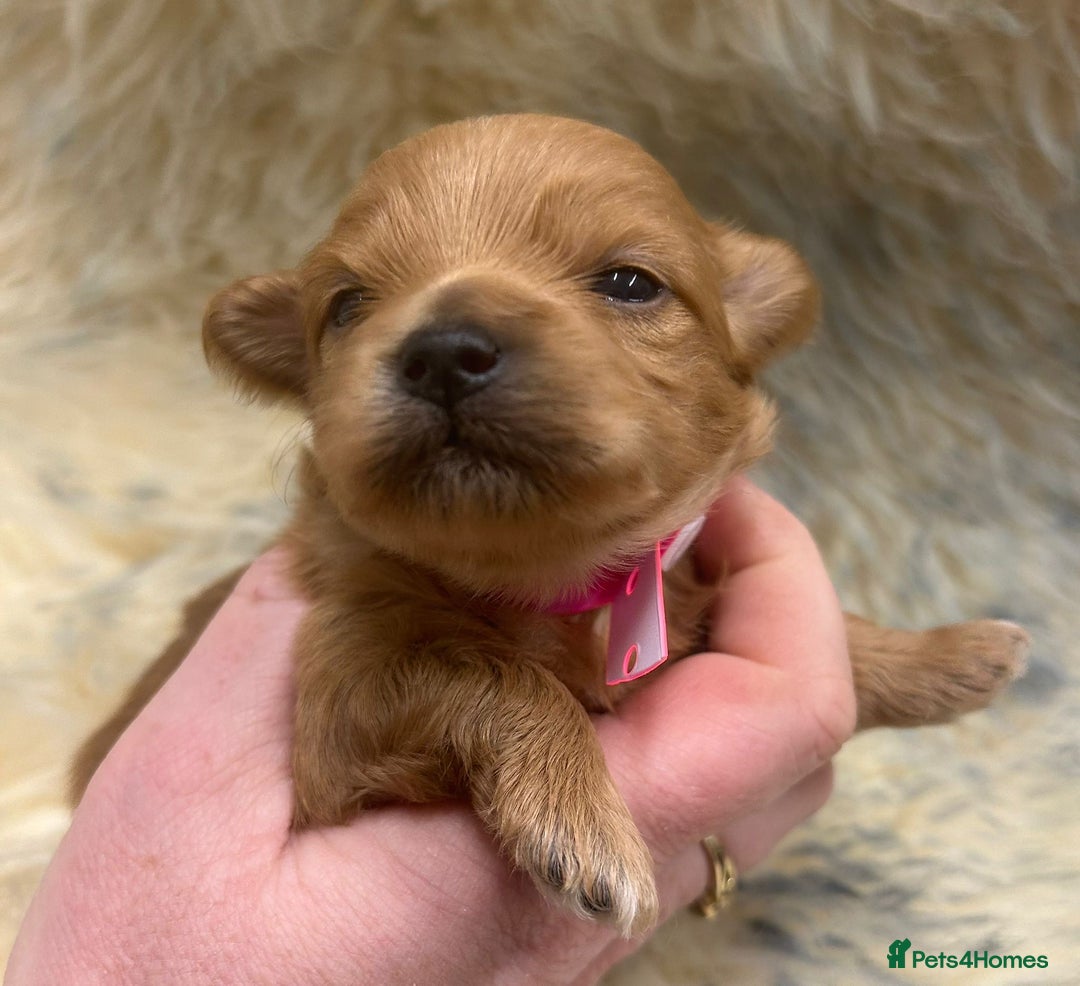 Maltipoo dogs for sale: Red Toy Maltipoos  - Advert 5