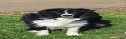 Border Collie dogs for sale: Beautiful litter of 8 border collies puppies - Advert 7