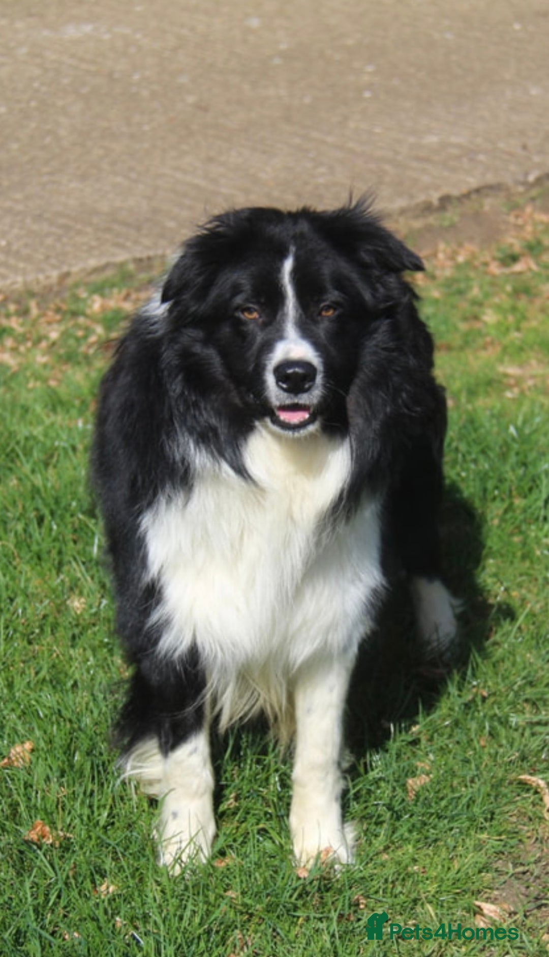 Border Collie dogs for sale: Beautiful litter of 8 border collies puppies - Advert 7