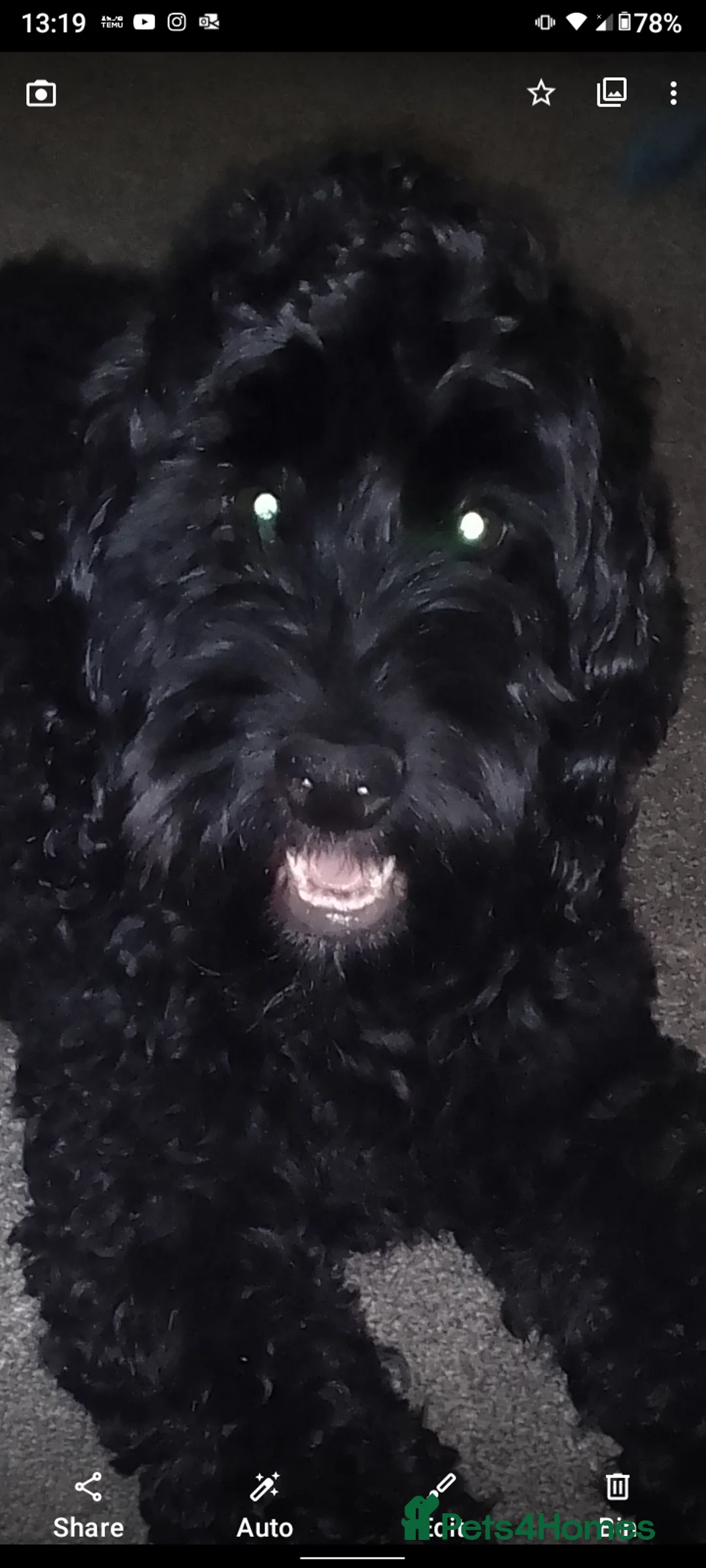 Cockapoo dogs for sale: Bruno  in Crowborough - Advert 6