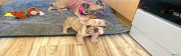 French Bulldog dogs for stud: 💎 Simba – Merle French Bulldog Stud 🐾 - Advert 2