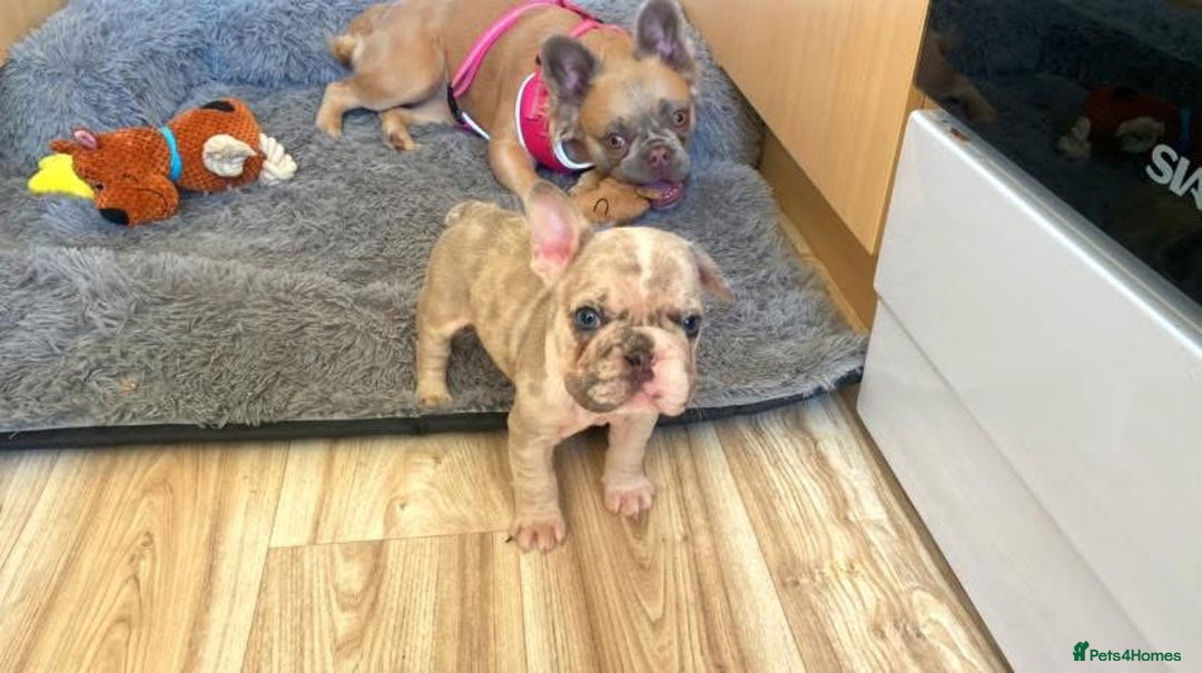 French Bulldog dogs for stud: 💎 Simba – Merle French Bulldog Stud 🐾 - Advert 2