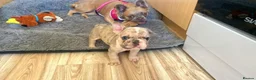 French Bulldog dogs for stud: 💎 Simba DWKC – Merle French Bulldog Stud 🐾 - Advert 4