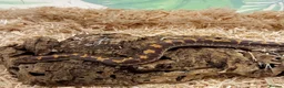 Boa Snake reptiles for sale: Beautiful, Juvenile, Captive-Bred Kenyan Sand Boas - Advert 12
