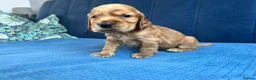 Cocker Spaniel dogs for sale: Beautiful Show cocker spaniel puppies  - Advert 16
