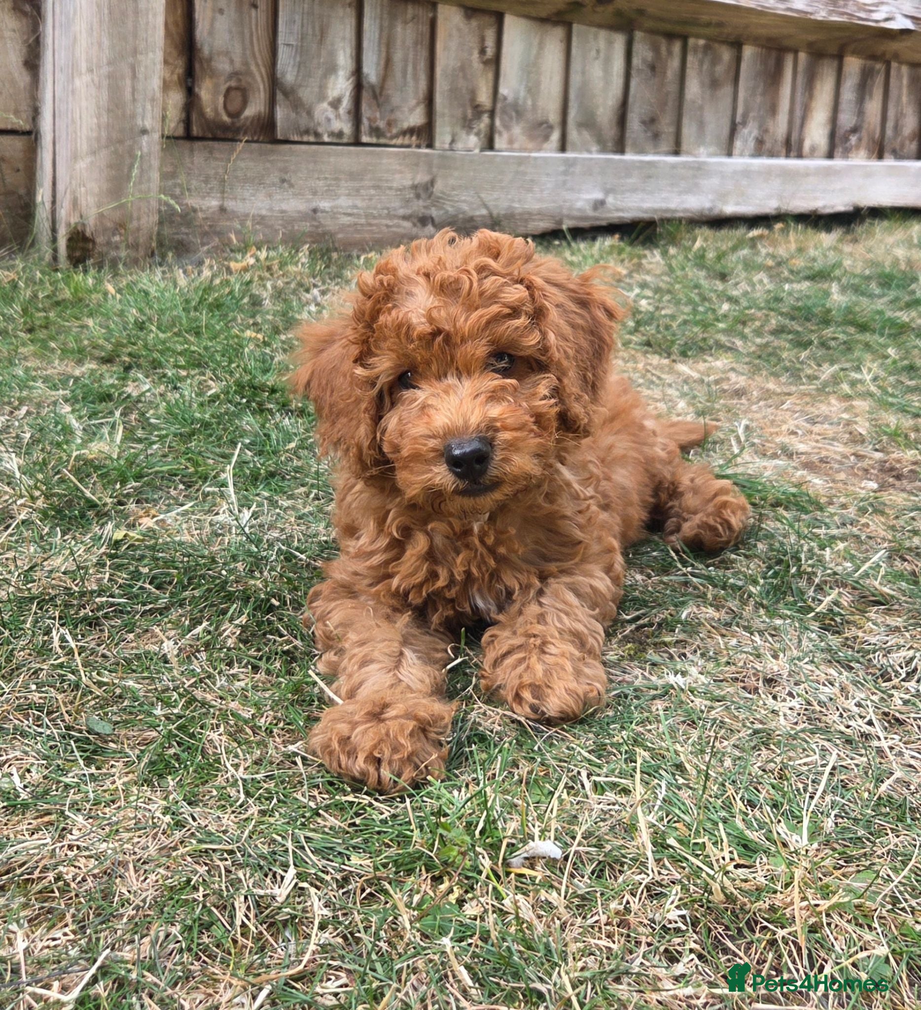 Cockapoo dogs Price reduced! ready to go - F1b Cockapoo Puppies - Advert 2