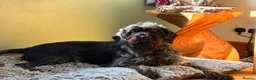 German Wirehaired Pointer dogs for sale: Forthcoming Litter of German Wirehaired Pointers in Inverurie - Advert 7