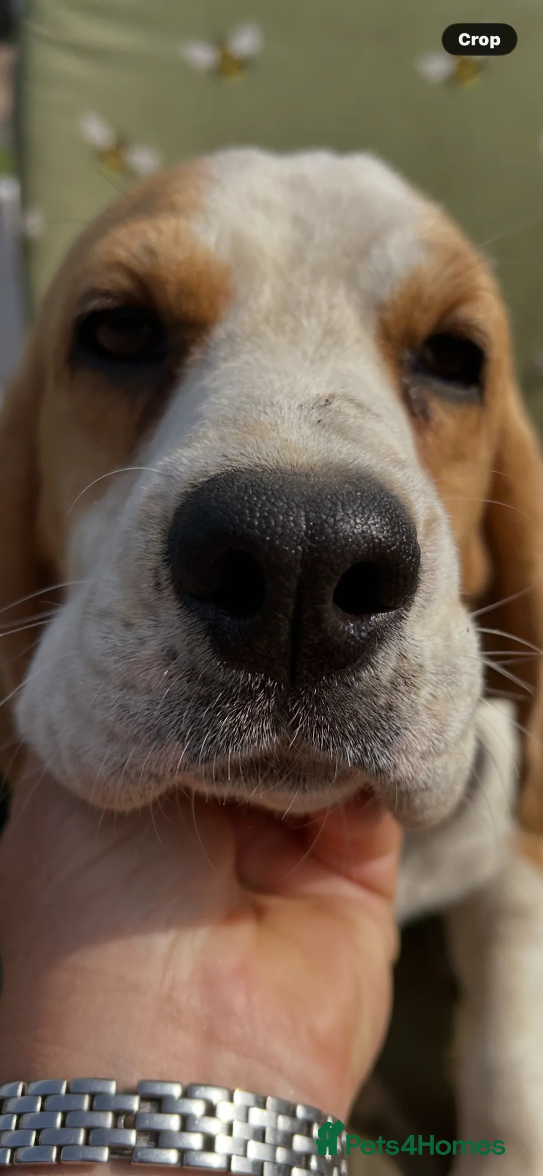 Beagle dogs for sale: 12 month old girl and a boy - Advert 4