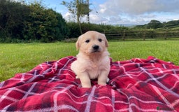 Golden Retriever dogs for sale: ⭐️ Beautiful Golden Retriver Puppies ⭐️ - Image 6