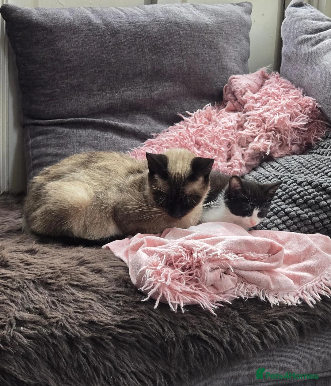 Mixed Breed cats for sale: 🐾GORGEOUS KITTENS READY FOR THEIR FOREVER HOMES🐾 - Advert 2