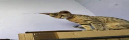 Savannah cats for sale: Savannah F4 girls - Advert 28