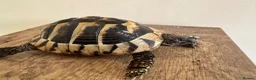 Hermann Tortoise reptiles for sale: Hermann in Fareham - Advert 5