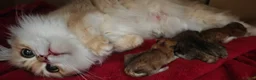 British Longhair cats for sale: British angels 😇🐾 - Advert 3