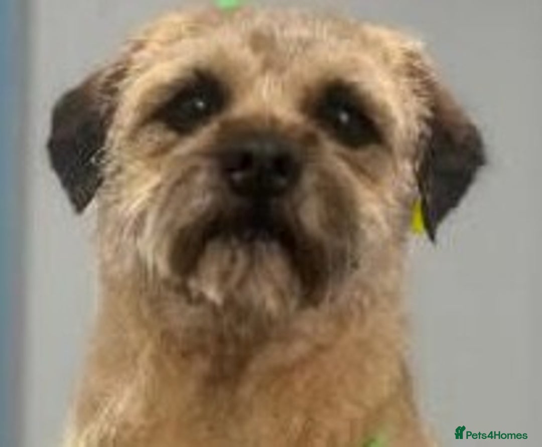 Border Terrier dogs for sale: 2 Beautiful Border Terrier Bitches - NOW RESERVED - Advert 1