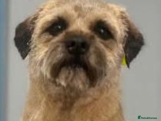 Border Terrier dogs 2 Beautiful Border Terrier Bitches - Advert 5