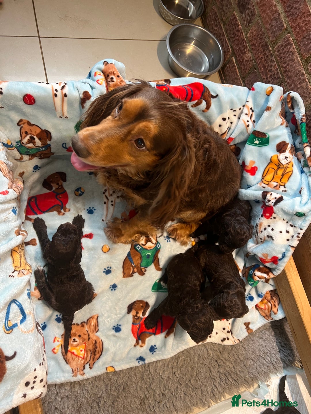 Cockapoo dogs for sale: Exceptional F1 Cockapoo puppies  - Advert 22