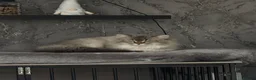 Scottish Fold cats for sale: Beautiful male Scottish straight❤️ - Advert 6