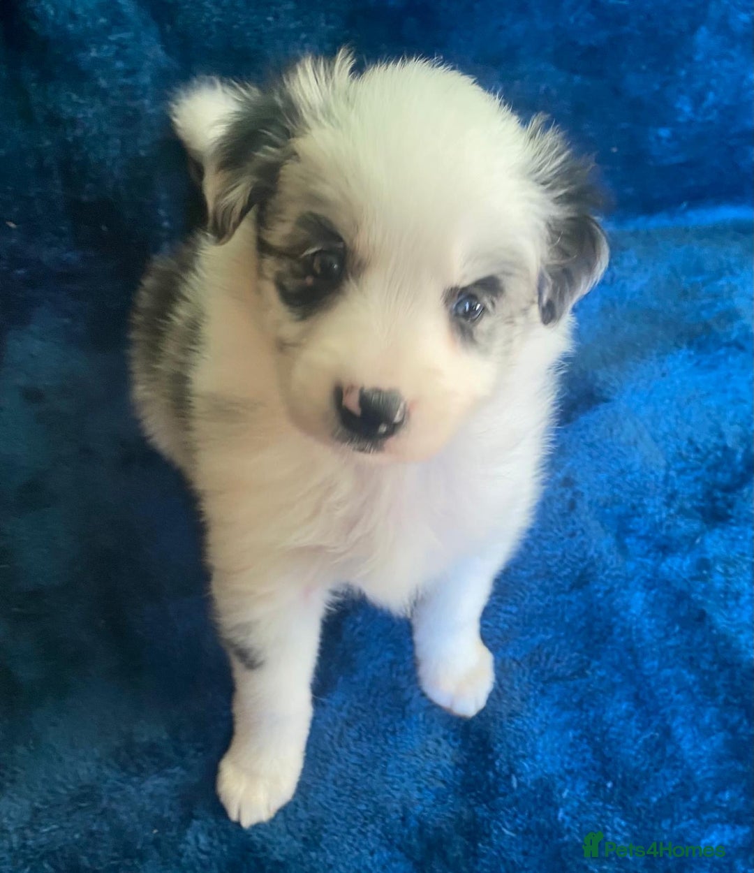 Border Collie dogs for sale: Gorgeous Long Haired Blue Merle Girl and Boy Pups - Image 1