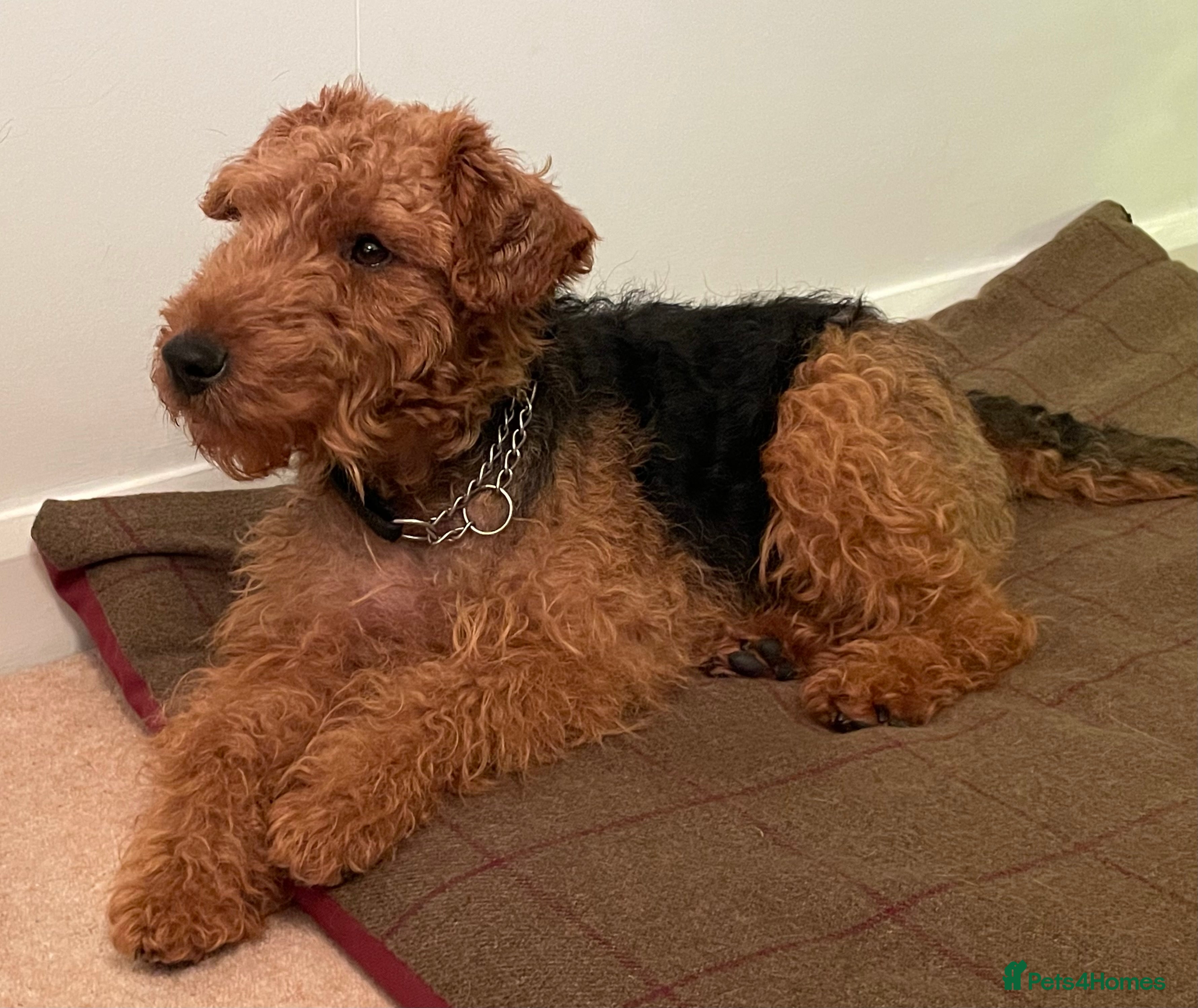 Welsh Terrier dogs Stunning Welsh Terrier KC reg & health tested - Advert 2