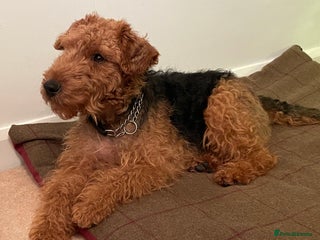 Welsh Terrier dogs Stunning Welsh Terrier KC reg & health tested - Advert 2