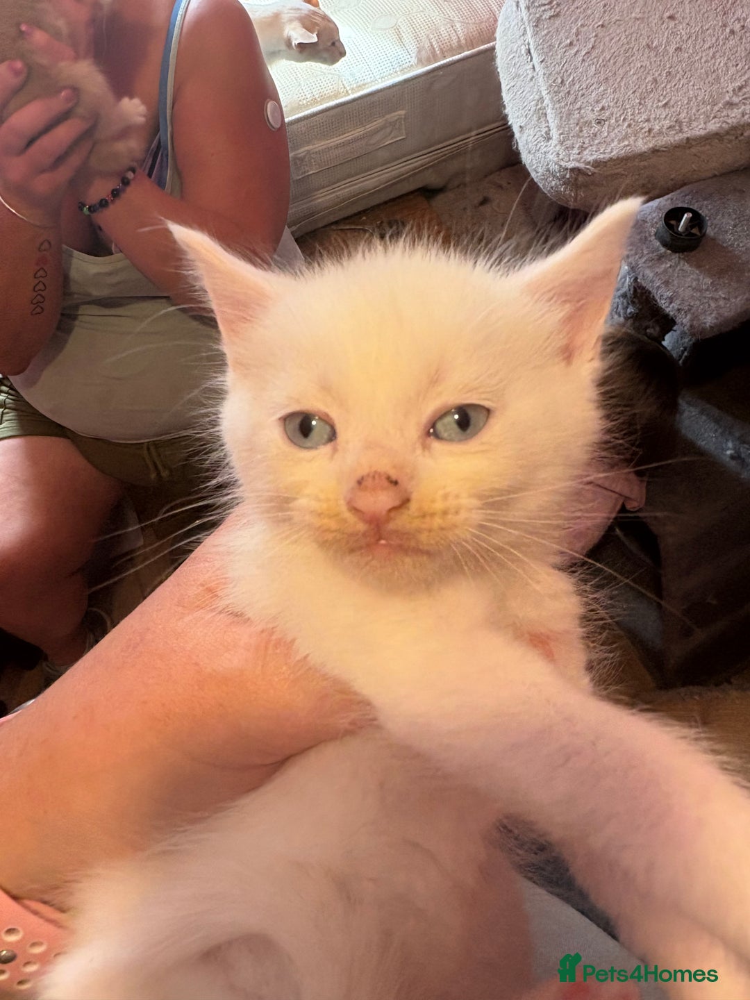 Domestic Shorthair cats for sale: 3 white kittens with blue eyes  - Image 4