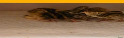 Quail poultry for sale: Corturnix quail chicks  - Advert 7