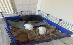 French Bulldog dogs for sale: Stunning Rare Fluffy French Bulldog Puppies - Image 6