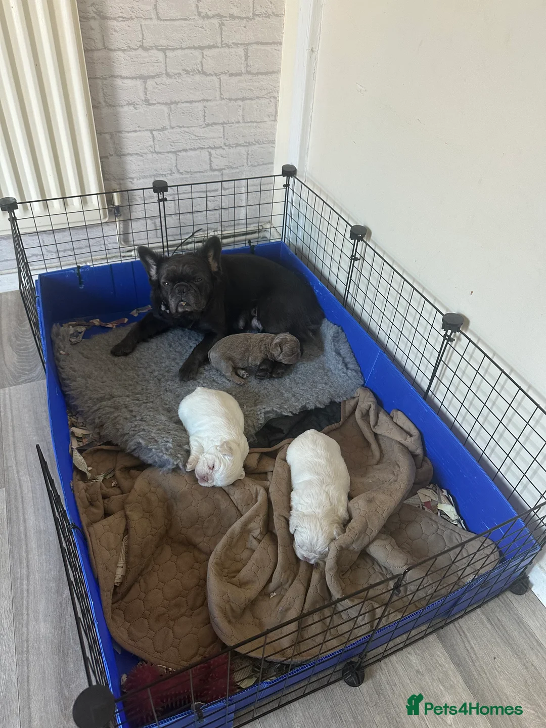 French Bulldog dogs for sale: Rare Fluffy French Bulldog Puppies READY NOW - Advert 4