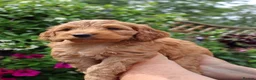 Cockapoo dogs for sale: Stunning F1 puppies Champions Bloodlines  - Advert 16
