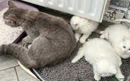 Persian cats for sale: 3 white half Persian kittens, ready soon - Image 10