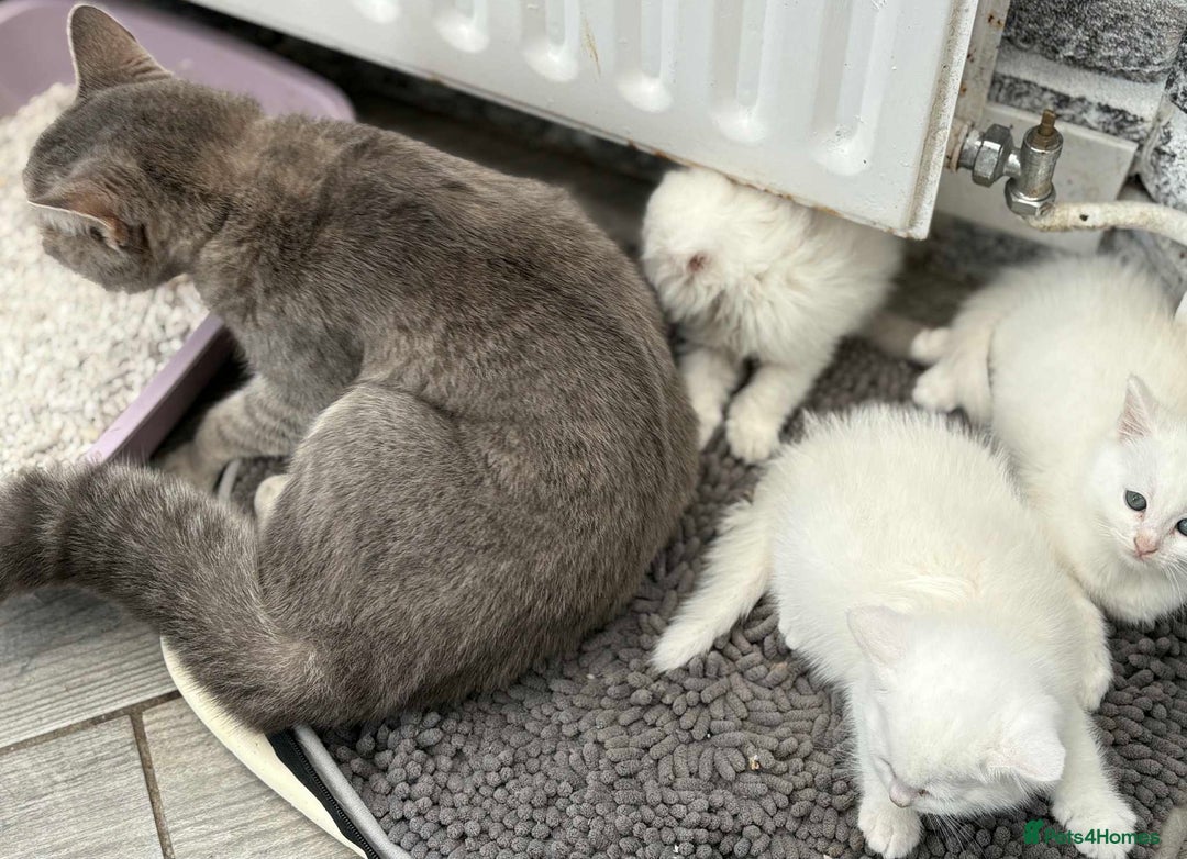 Persian cats for sale: 3 white half Persian kittens, ready soon - Image 10